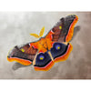 Colorful Moth E-Pattern By Debbie Cushing