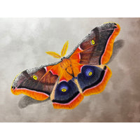 Colorful Moth E-Pattern By Debbie Cushing