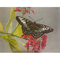 Butterfly and Flowers E-Pattern By Debbie Cushing