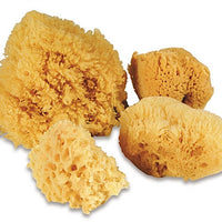 Professional Artist Sponge Set