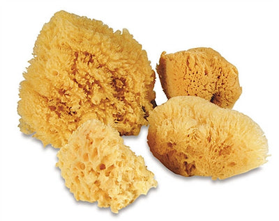 Professional Artist Sponge Set
