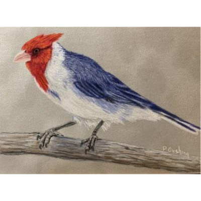 "Here's To the Red, White and Blue" Color Pencils E-Pattern By Debbie Cushing