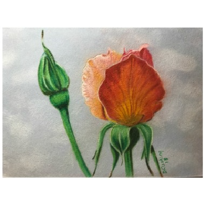 Apricot Nectar E-Pattern By Debbie Cushing