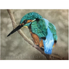 Kingfisher E-Pattern By Debbie Cushing