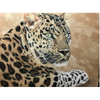 Leopard E-Pattern By Debbie Cushing