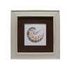 Nautilus Shell E-Pattern By Linda Hollander