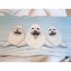 Trio of Silly Seals E-Pattern By Linda Hollander
