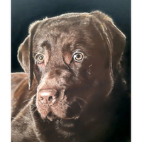 Jack the Labrador E-Pattern