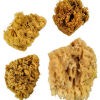 Natural Ocean Artist Sponge Set